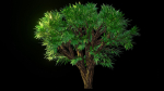 Tree 1