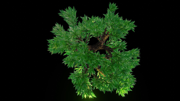 Tree 1