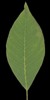 Tree-1 tree
