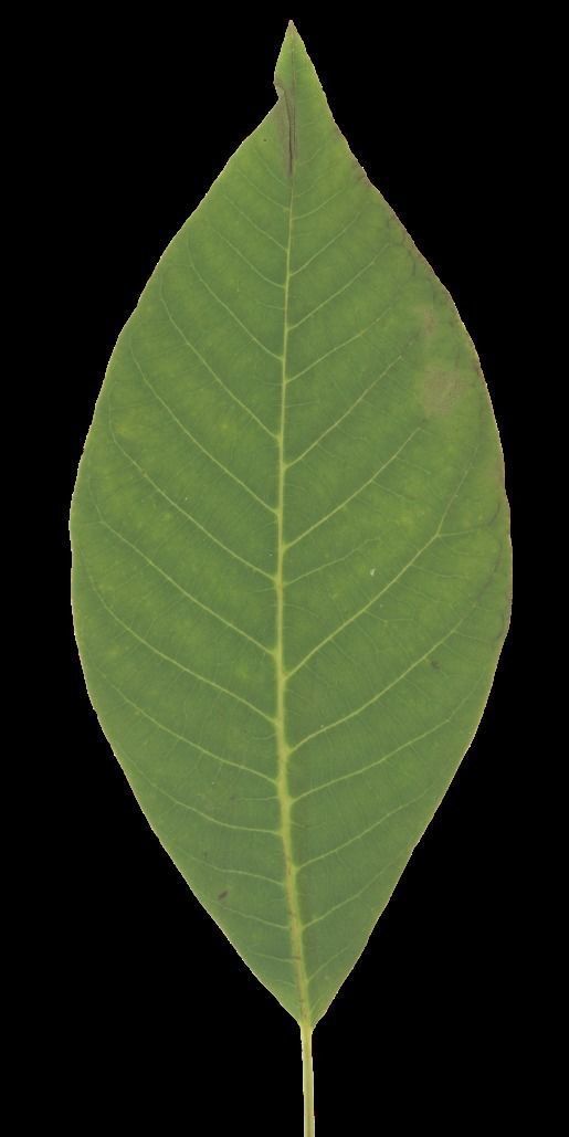 Tree-1 tree