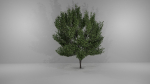 Tree-1 tree