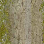 Tree-1 tree