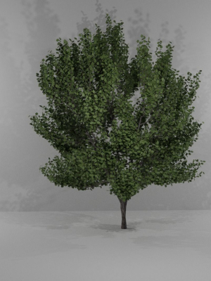 Tree-1 tree