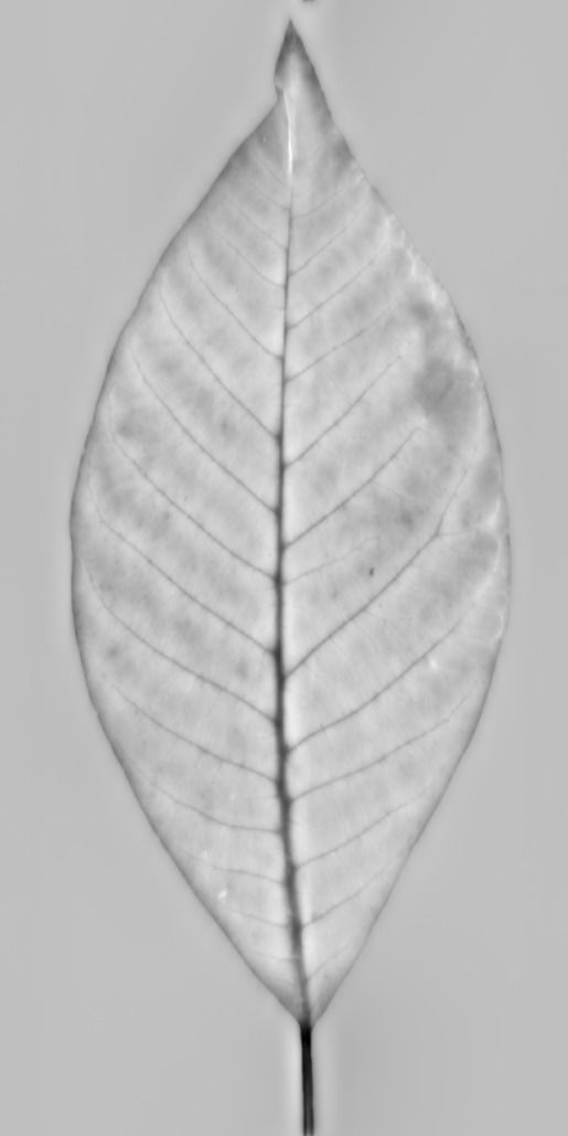 Tree-1 tree