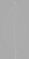 Tree-1 tree