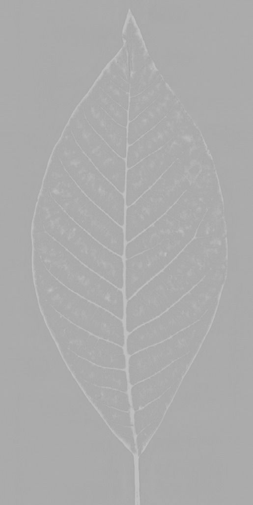Tree-1 tree