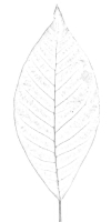 Tree-1 tree