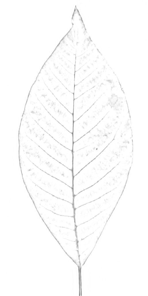 Tree-1 tree