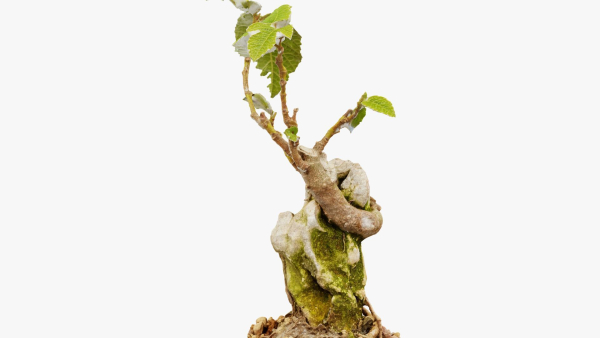 Enchanted Tree 20