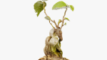 Enchanted Tree 20