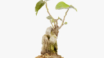 Enchanted Tree 20