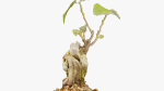 Enchanted Tree 20
