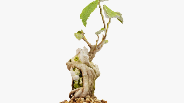 Enchanted Tree 20