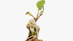 Enchanted Tree 20