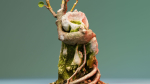 Enchanted Tree 20