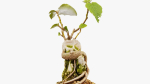 Enchanted Tree 20