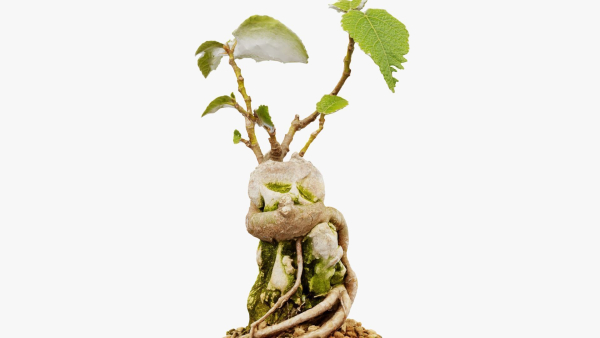 Enchanted Tree 20