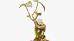 Enchanted Tree 20