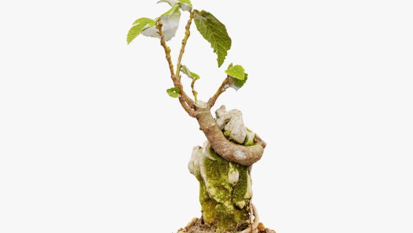 Enchanted Tree 20