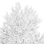 Tree 24L09