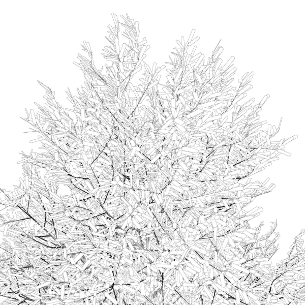 Tree 24L09