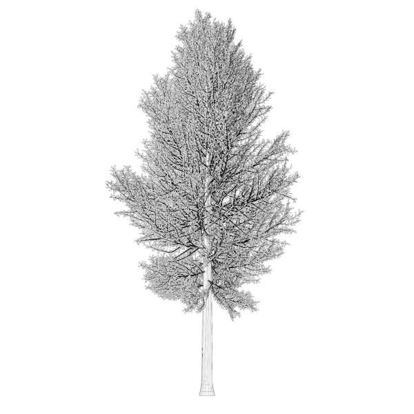 Tree 24L09