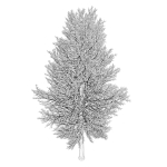 Tree 24L09