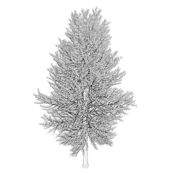 Tree 24L09