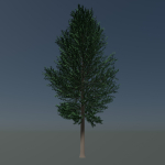Tree 24L09