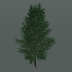 Tree 24L09