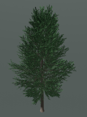 Tree 24L09