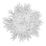 Tree 24L09