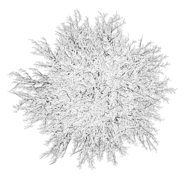 Tree 24L09
