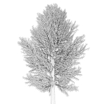 Tree 24L09