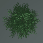 Tree 24L09