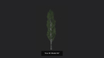 Tree 3D Model