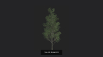 Tree 3D Model