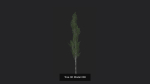 Tree 3D Model