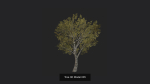 Tree 3D Model