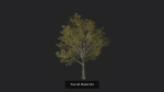 Tree 3D Model