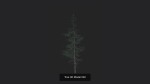 Tree 3D Model