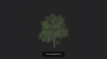 Tree 3D Model