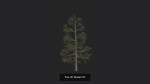 Tree 3D Model