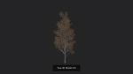 Tree 3D Model
