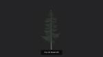 Tree 3D Model