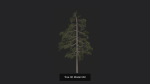 Tree 3D Model