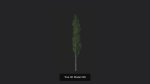Tree 3D Model