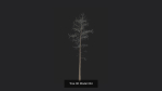 Tree 3D Model