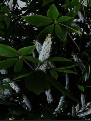 tree-aesculus-californica-3d-model-3d-model-obj-fbx-blend-dae-gltf