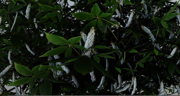 Tree Aesculus-californica 3d model